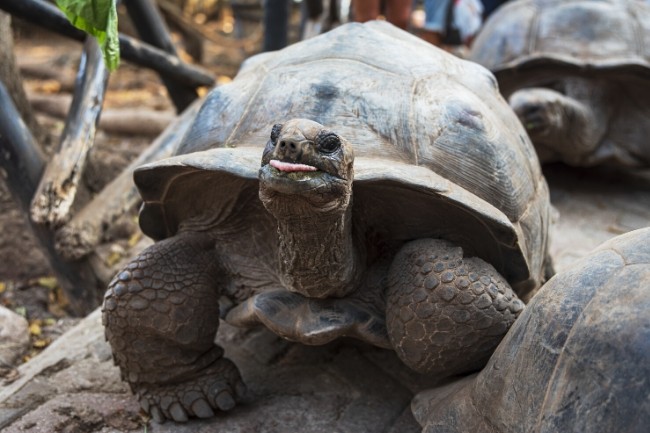 Billige rejser til Zanzibar