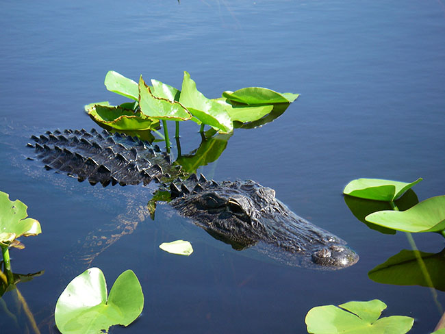 Roadtrip i Florida