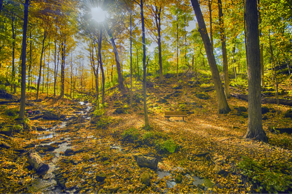Roadtrip til Canada, skov i Dundas Peak, Ontario