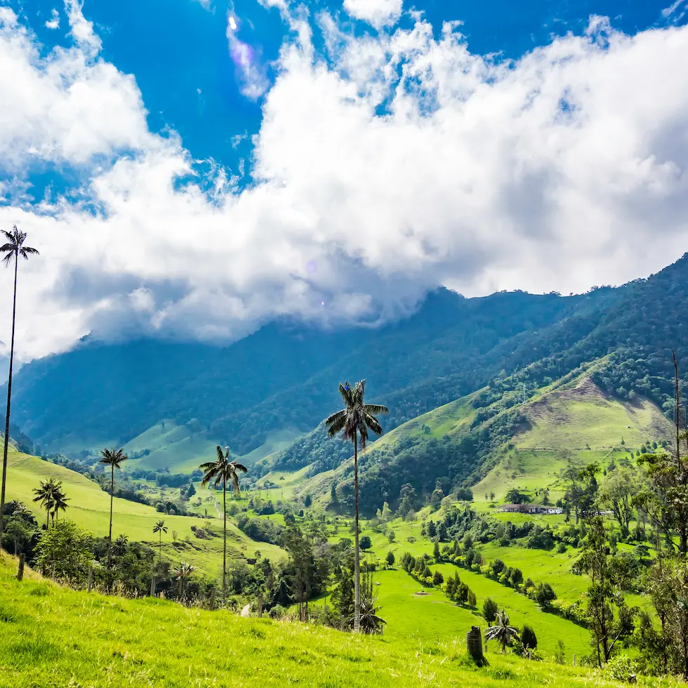 Cocora-Valley-Colombia-banner-980-x-980