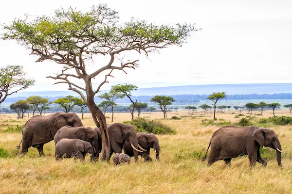 Safarirejse til Kenya - med strand, storby og safari Safari- og strandeventyr i Afrika
