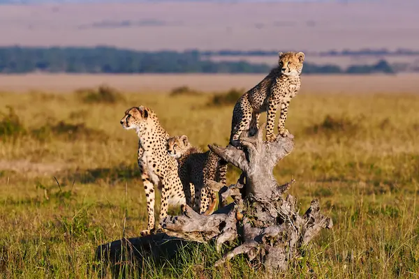 Safarirejse til Kenya - med strand, storby og safari Safari- og strandeventyr i Afrika