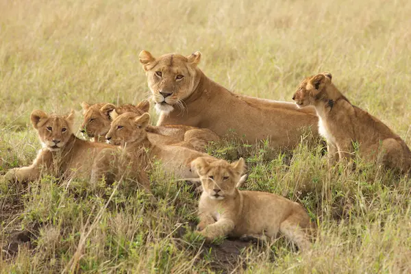Safarirejse til Kenya - med strand, storby og safari Safari- og strandeventyr i Afrika