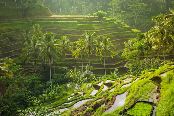 Drømmerejse til Bali og Gili-øerne Drømmerejse til Bali og Gili-øerne, risterrasser i Ubud