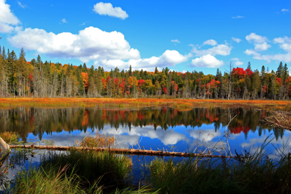 Roadtrip til Canada - Algonquin Provincial Park