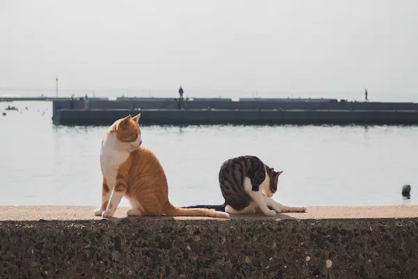 Hidden gems i Japan, katte &oslash;, katte havn