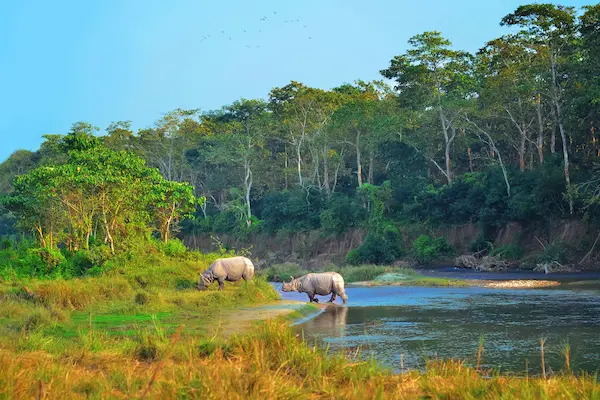 Billige fly til Nepal Billige fly til Nepal, Chitwan National Park safari
