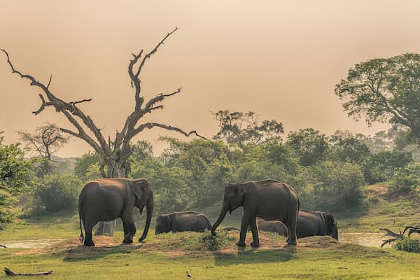 Rundrejse i Sri Lanka, yala nationalpark elefanter