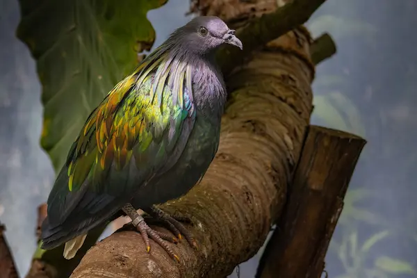 Billige fly til Andamanerne