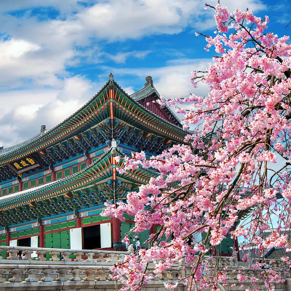 Cherry-blossoms-in-spring-Seoul-in-Korea-Sydkorea-banner-980-x-980