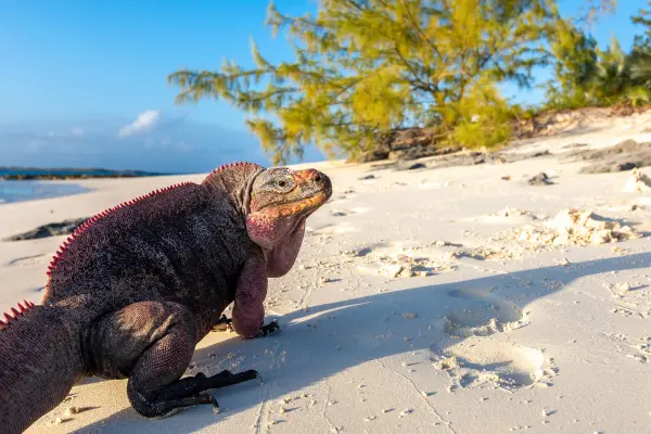 Billige fly til Bahamas, Exuma, Bahamas, leguan p&aring; strand