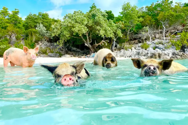 Billige fly til Bahamas, Pig beach, grise