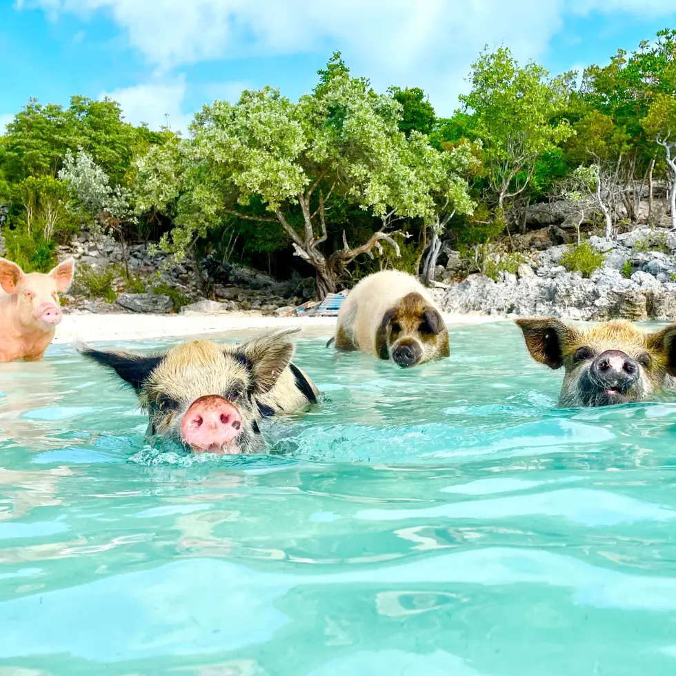 Bannerbillede-billige-fly-til-Bahamas