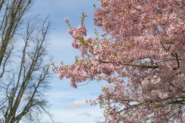 Japanske Kirseb&aelig;rtr&aelig;er