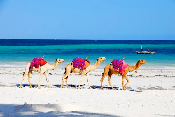 camels Mombasa Kenya