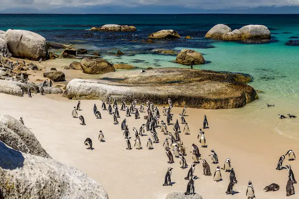 Boulders Beach Penguin Colony