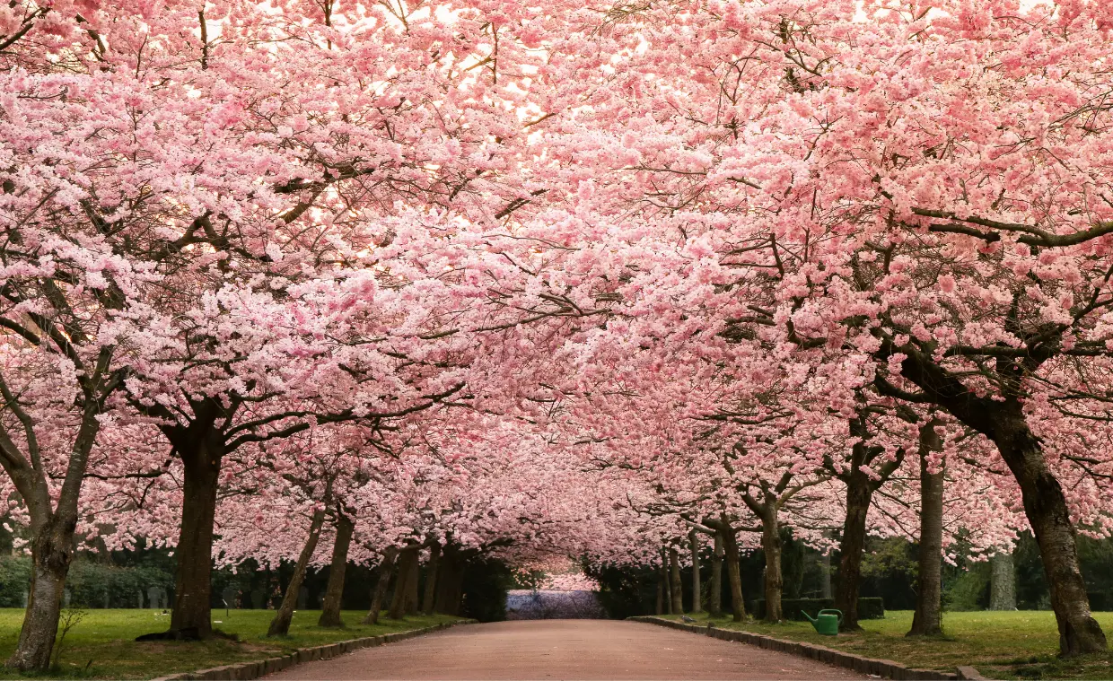 Rejsemagasin-Kirsebaertraeer