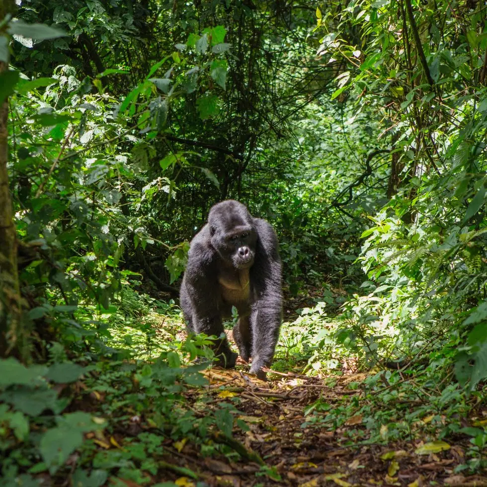 Billige fly til Uganda