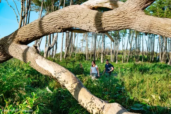 Skov ved Graal Müritz, Mecklenburg-Vorpommern, Tyskland