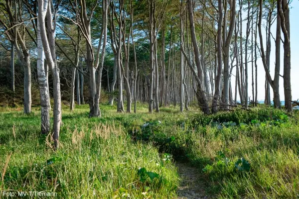 Skov ved Graal Müritz, Mecklenburg-Vorpommern, Tyskland