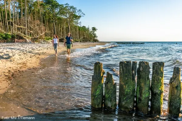 Strand og skov ved Graal-Müritz, Mecklenburg-Vorpommern, Tyskland